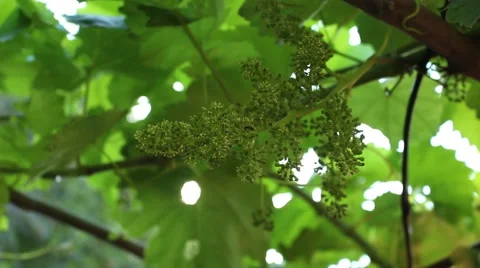 Grape Flowers Vídeo Stock 50896646