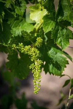 Grape flowers isolated with shallow depth of field. Flowering vine, green flo Stock Photos