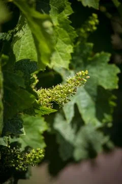 Grape flowers isolated with shallow depth of field. Flowering vine, green flo Stock Photos