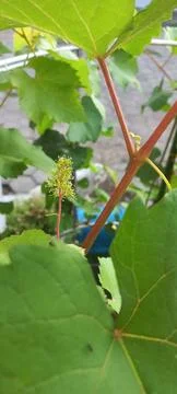 Grape flowers that will become grapes Stock Photos