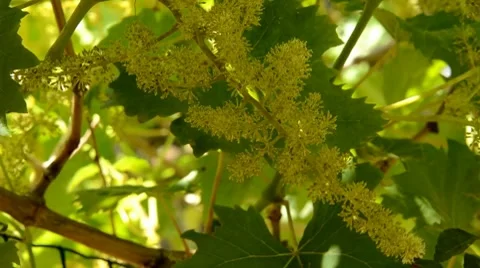 Grape Stock Footage 7761712