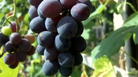 Grape Stock Footage 8662700
