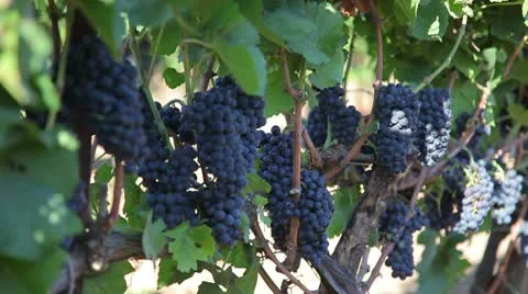 Grape Stock-Footage 10595169