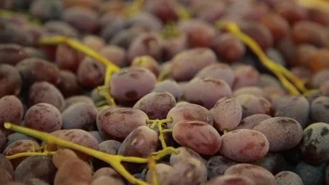Grape Stock Footage 77436401