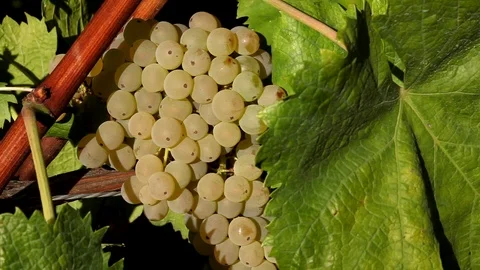 Grape Stock Footage 102569058
