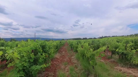 Grape Vídeos de archivo 160906766