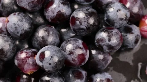 Grape Stock Footage 203923309