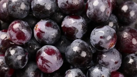 Grape Stock Footage 203923313