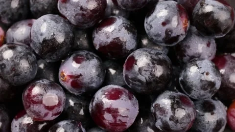 Grape Video stock 203923314