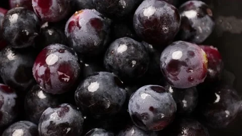 Grape Video stock 203923316