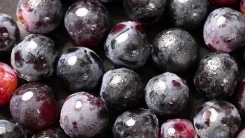 Grape Video stock 203923328