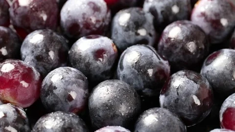 Grape Stock Footage 203923330