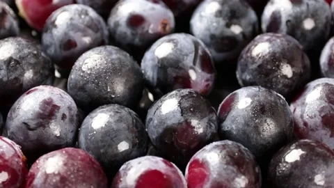 Grape Stock Footage 203923334