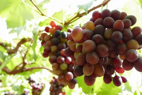 Grape fruit in farmland Foto stock