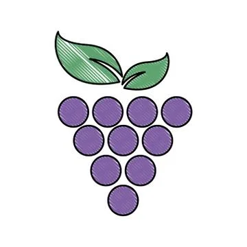 Grape fruit fresh food image Stock Illustration