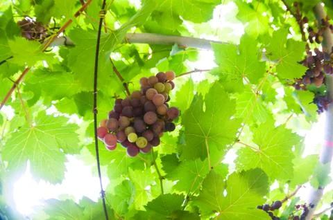 Grape fruit of nature in soft light Stock Photos