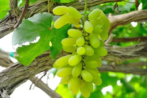 Grape fruit of nature in soft light Stock Photos