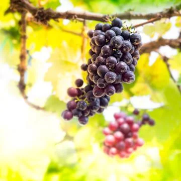 Grape fruit Stock Photos