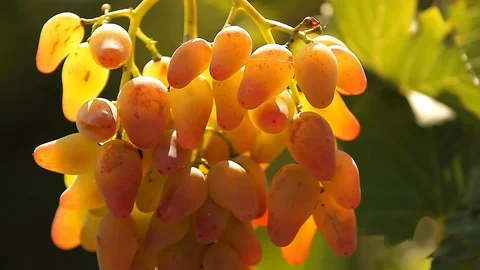 Grape fruit in the summer garden. Stock Footage 127322011