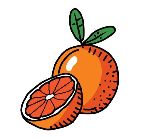 Grape fruit vector isolated Illustrazione stock