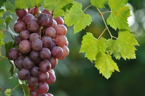 Grape fruits Stock Photos
