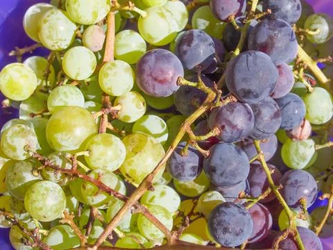 Grape fruits Foto stock