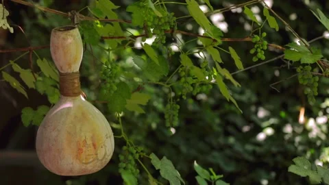 Grape garden decorated with pumpkin. Video stock 197515713