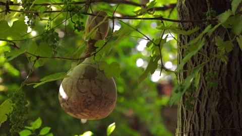 Grape garden decorated with pumpkin. Stock Footage 197515800
