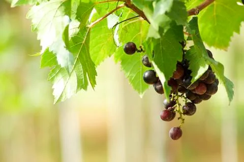 Grape in garden Stock Photos