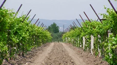 Grape garden " Think Different " Stock Footage 8601930