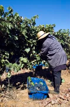 Grape-gathering Stock Photos