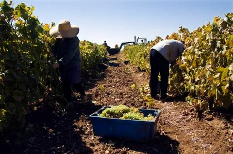 Grape-gathering Stock Photos