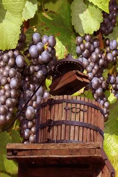 Grape-gathering Foto stock