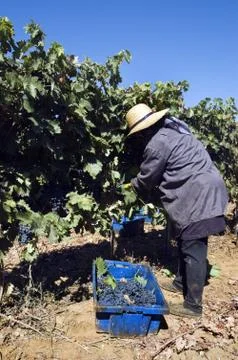 Grape-gathering Stock Photos
