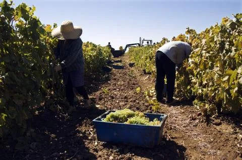 Grape-gathering Stock Photos