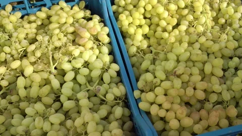 Grape. Grape harvest, pattern, background. Green grape. White grapes. Stock Footage 142955190