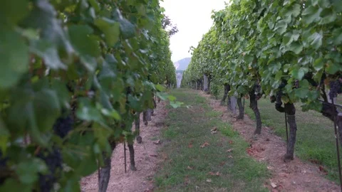 Grape Grove, view from the inside Stock Footage 123979420