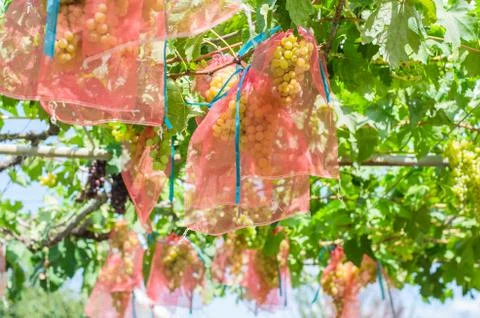 Grape groves in a special protective net Stock Photos