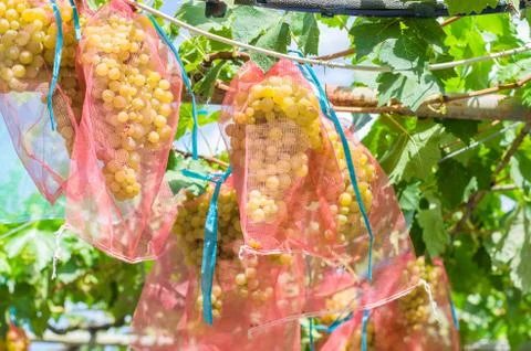 Grape groves in a special protective net Stock Photos