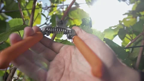 Grape grower cuts off a branch of a grapevine using a pruning shears Stock Footage 270060767