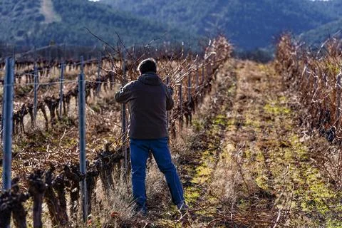 Grape grower pruning vines in winter vineyard la rioja Photos