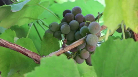 Grape Growing 1 Stock-Footage 54992010
