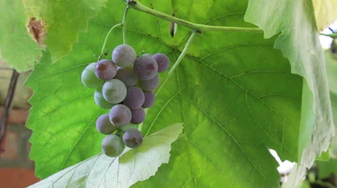 Grape Growing 2 Stock-Footage 54992054