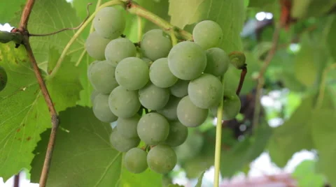 Grape Growing 3 Stock Footage 54991950