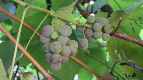 Grape Growing 4 Stock Footage 54992075