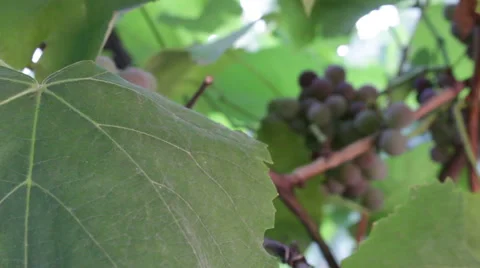 Grape Growing 5 Stock-Footage 54992066