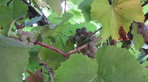 Grape Growing 6 Stock Footage 54992152