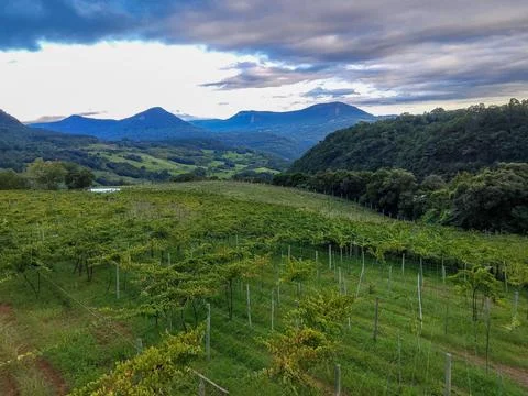 Grape growing field with mountains in the background Stock Photos