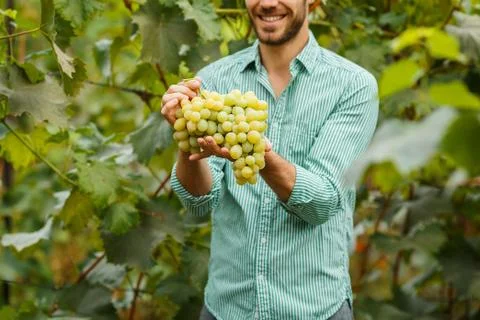 Grape in the hands of the winemaker Stock Photos
