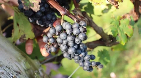Grape Harvest 1 스톡 동영상 50620942